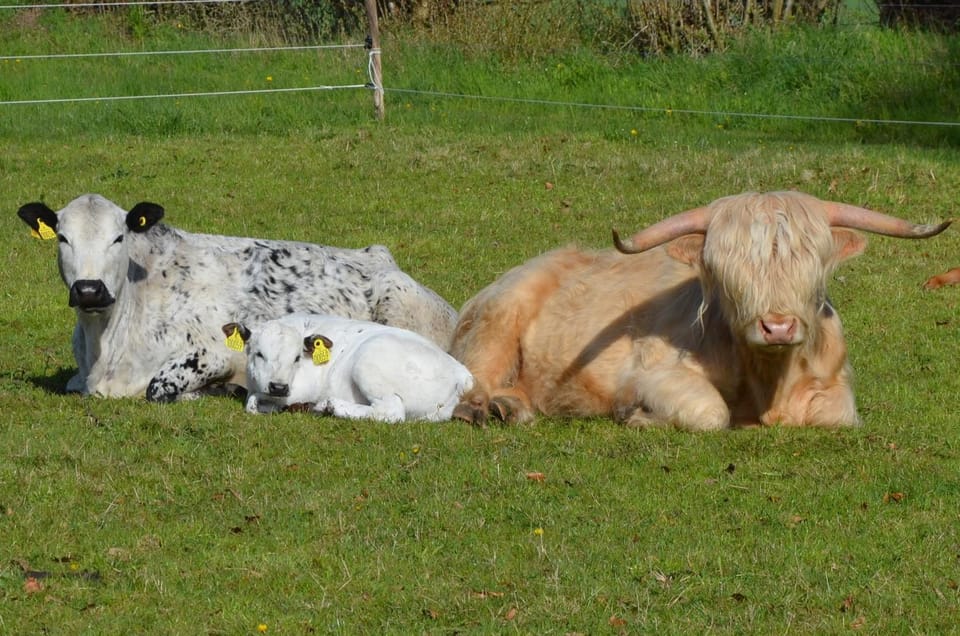 Day, Animals