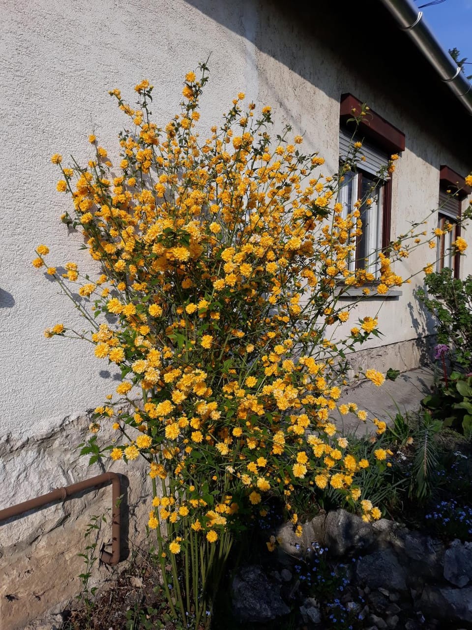 Facade/entrance, Garden