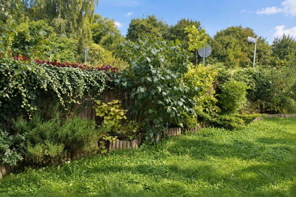 Summer, Garden, Garden view