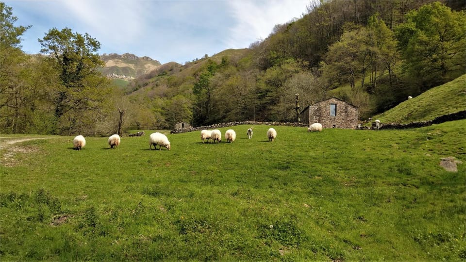 Property building, Natural landscape, Animals, Mountain view