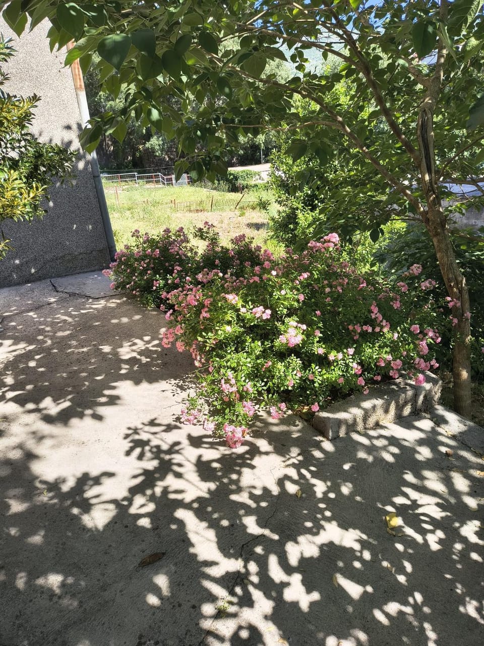 Spring, Day, Garden, Garden view