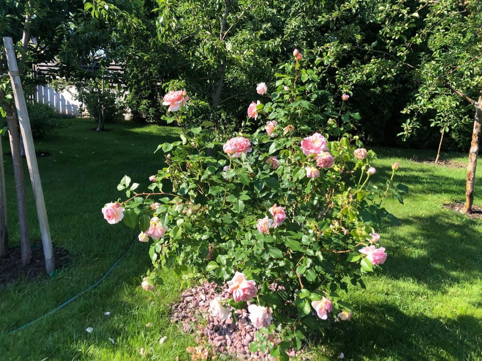 Garden, Garden view