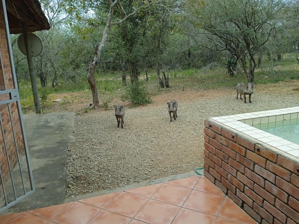 Animals