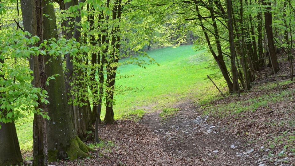 Natural landscape