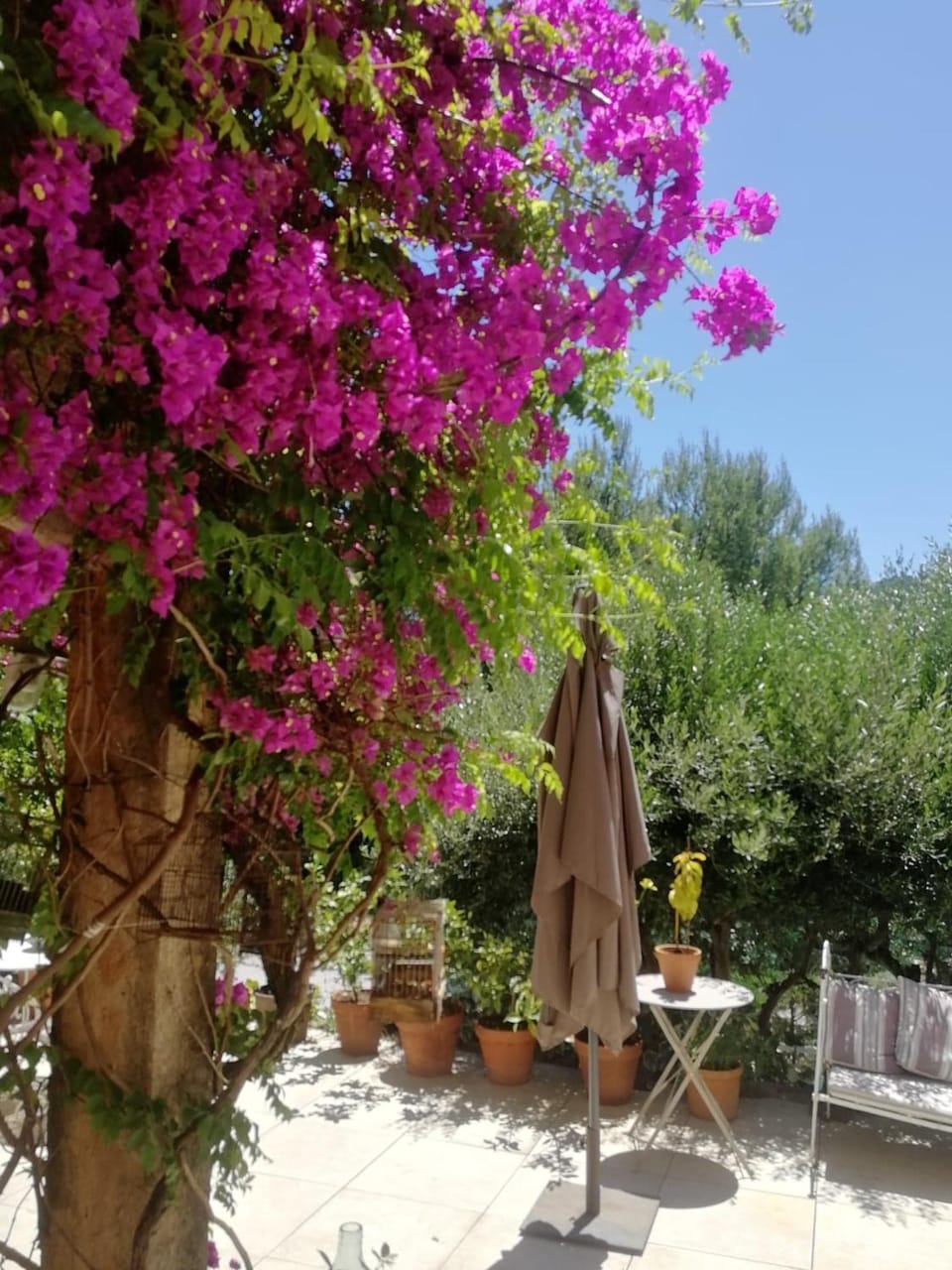 Patio, Garden