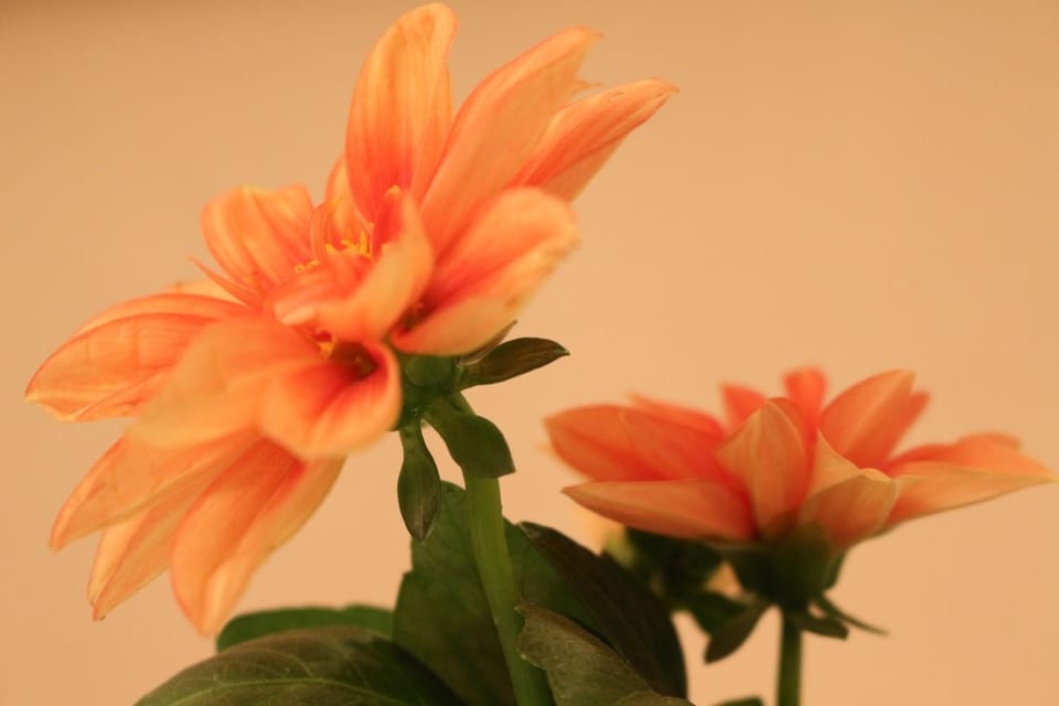 Decorative detail