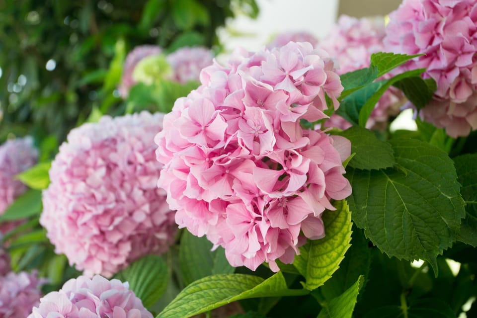 Spring, Day, Garden