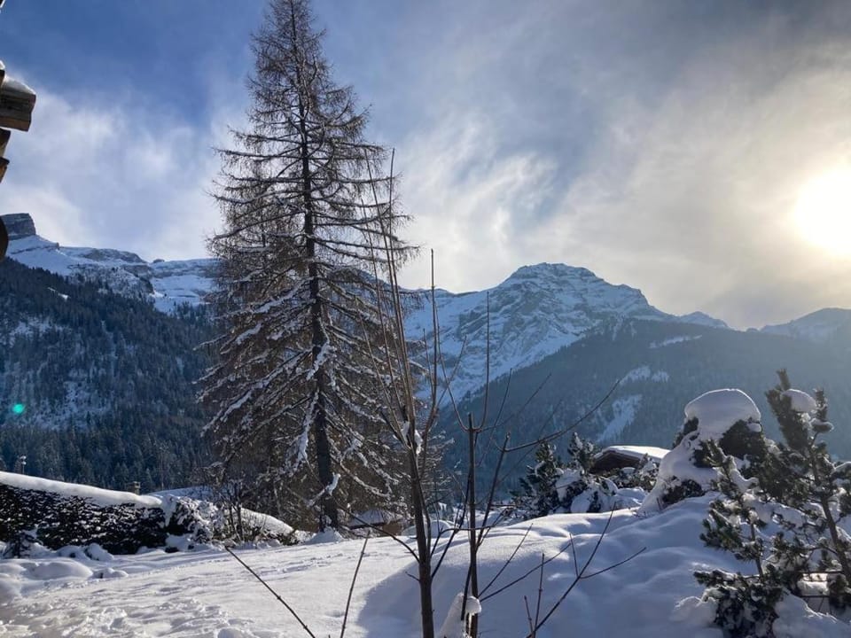 Appartement 2 pièces Rose de Noël Apartment in Canton of Vaud