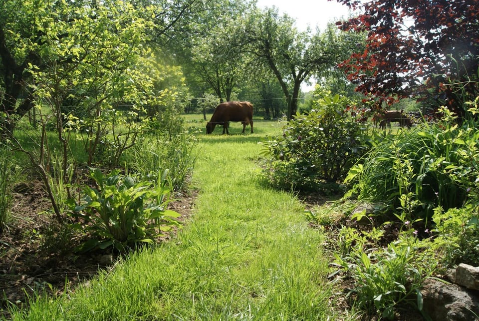 Garden, Animals, On site