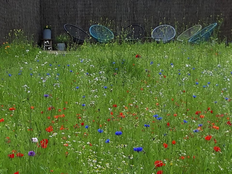 Garden, Balcony/Terrace