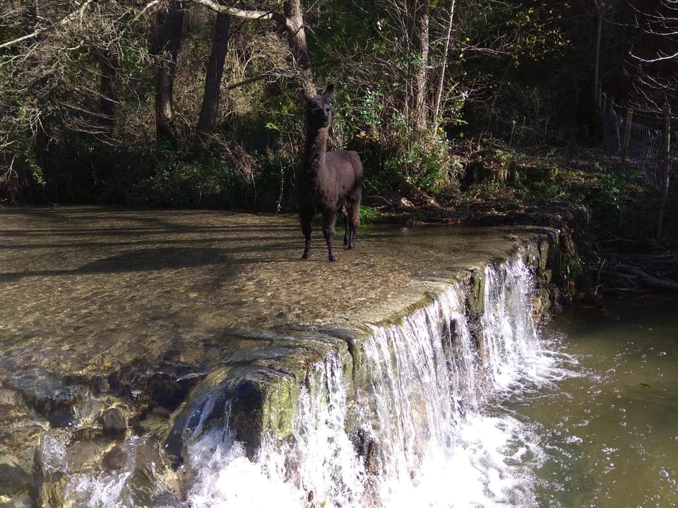 Chambre Cévennes: Piscine, lamas, rivière Bed and Breakfast in Occitanie
