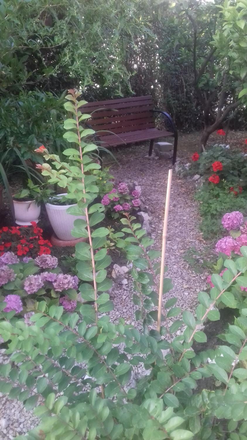 Day, Garden