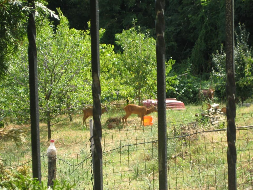 Animals