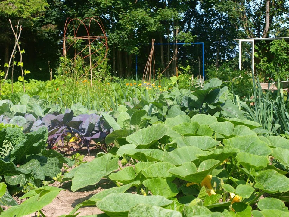 Garden
