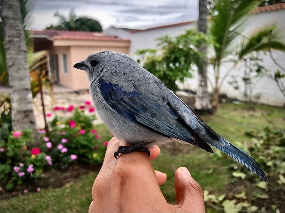 El Bongo de Chinauta Villa in Fusagasugá