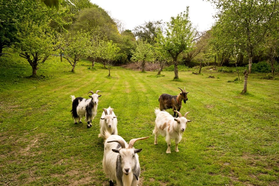 Natural landscape, Animals, Pets
