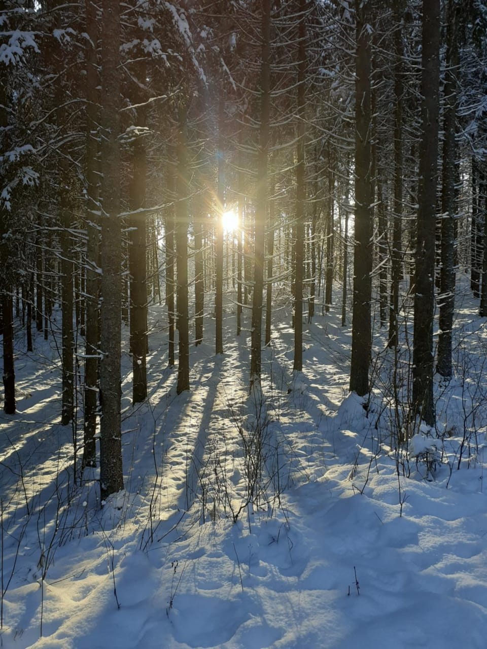 Neighbourhood, Natural landscape, Winter, Hiking, Animals