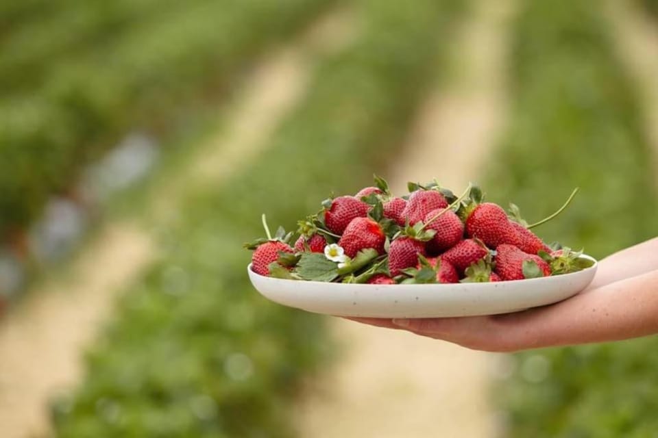 Food, Supermarket/grocery shop