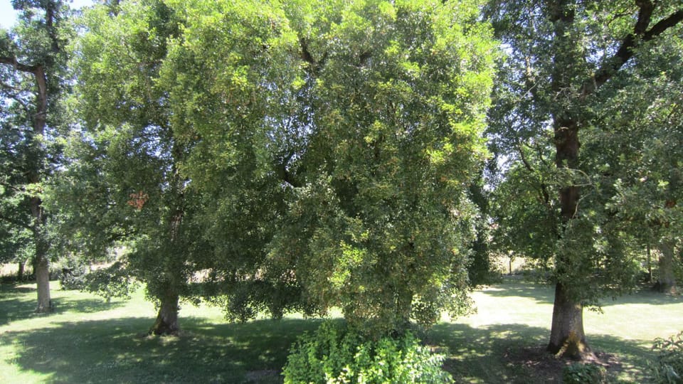 View (from property/room)