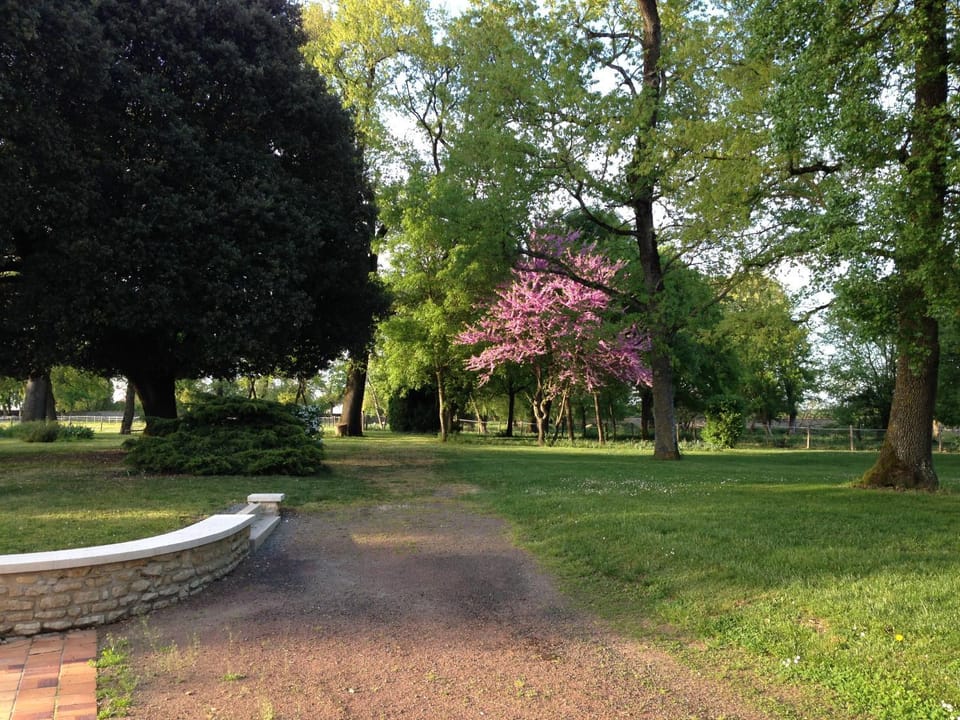 Natural landscape, Garden, Garden