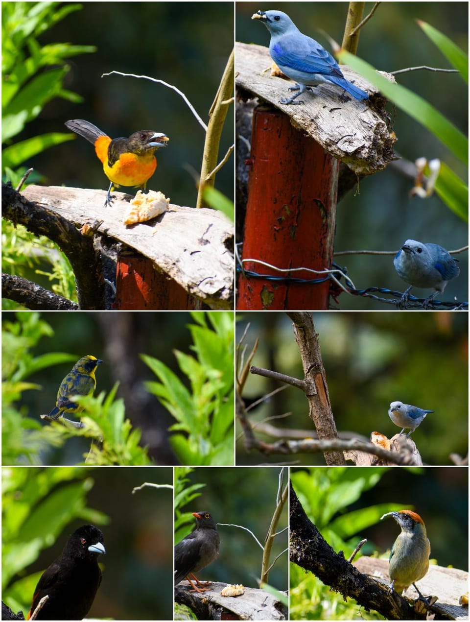 Garden, Animals