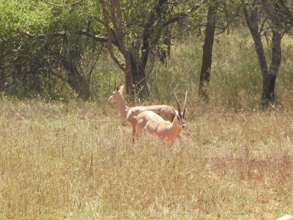 Day, Animals