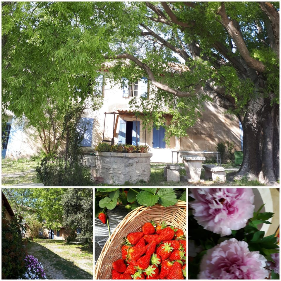 MAS SAINT-JOSEPH Bed and Breakfast in Fontvieille