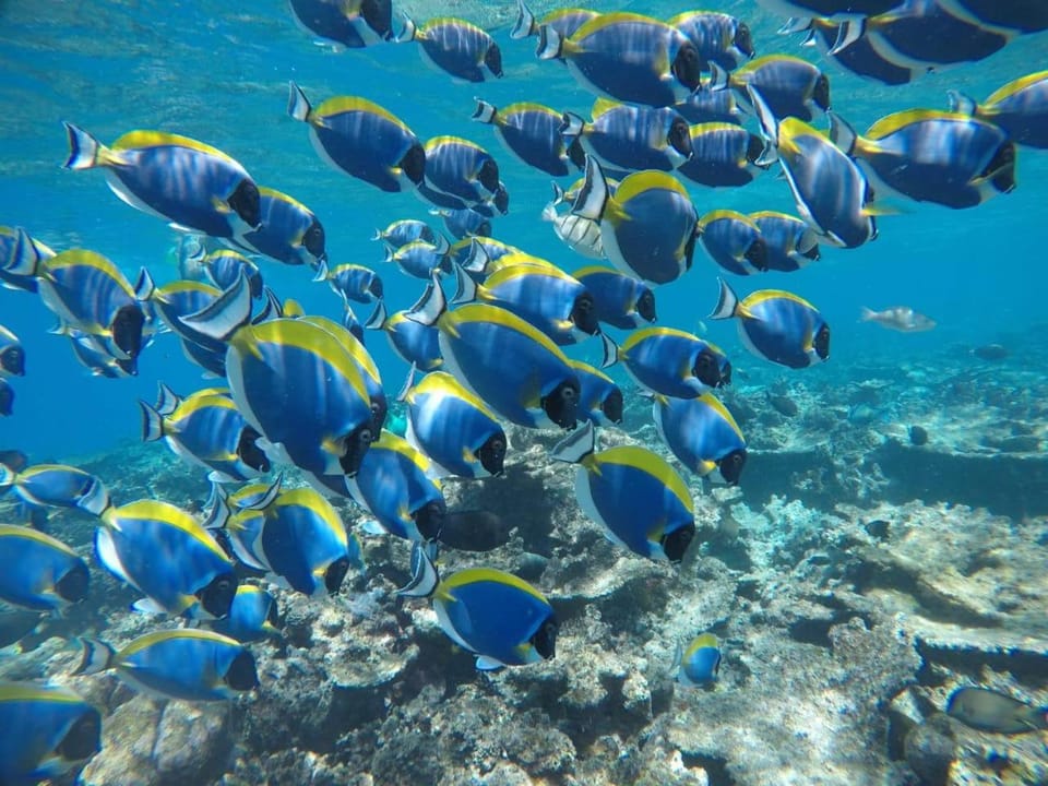 Diving