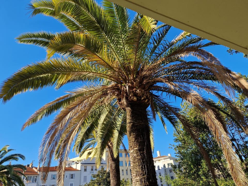 Garden view