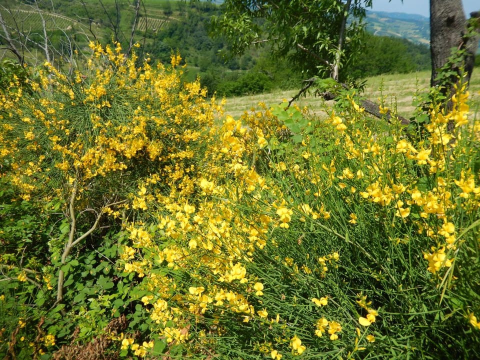 Natural landscape