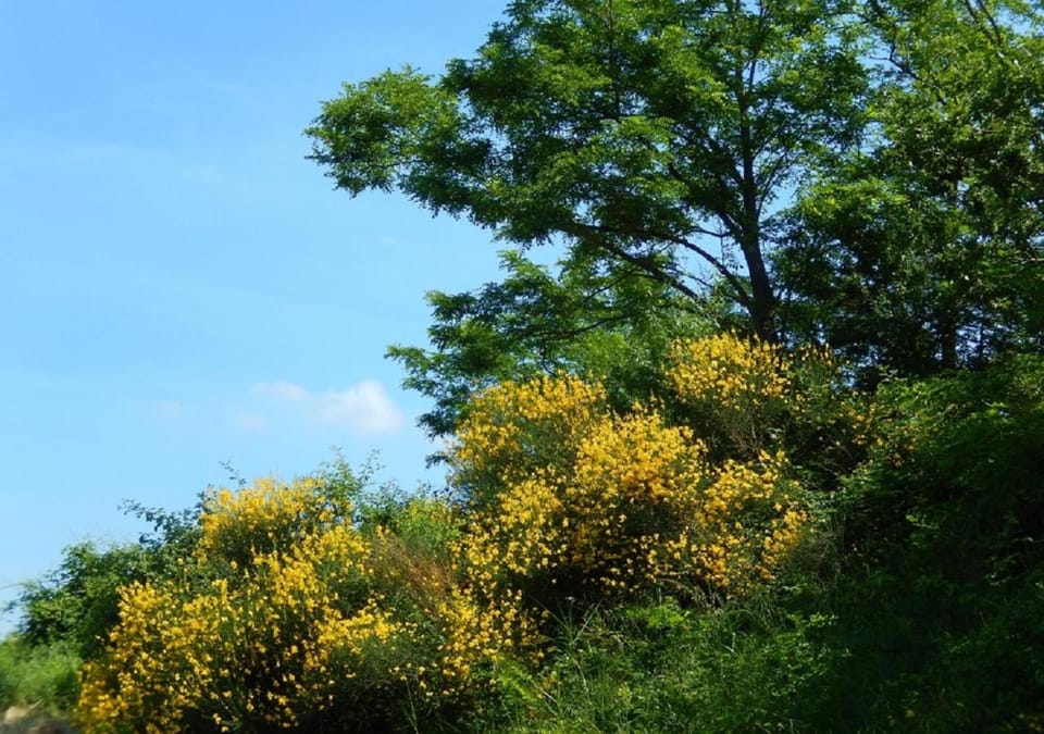 Natural landscape