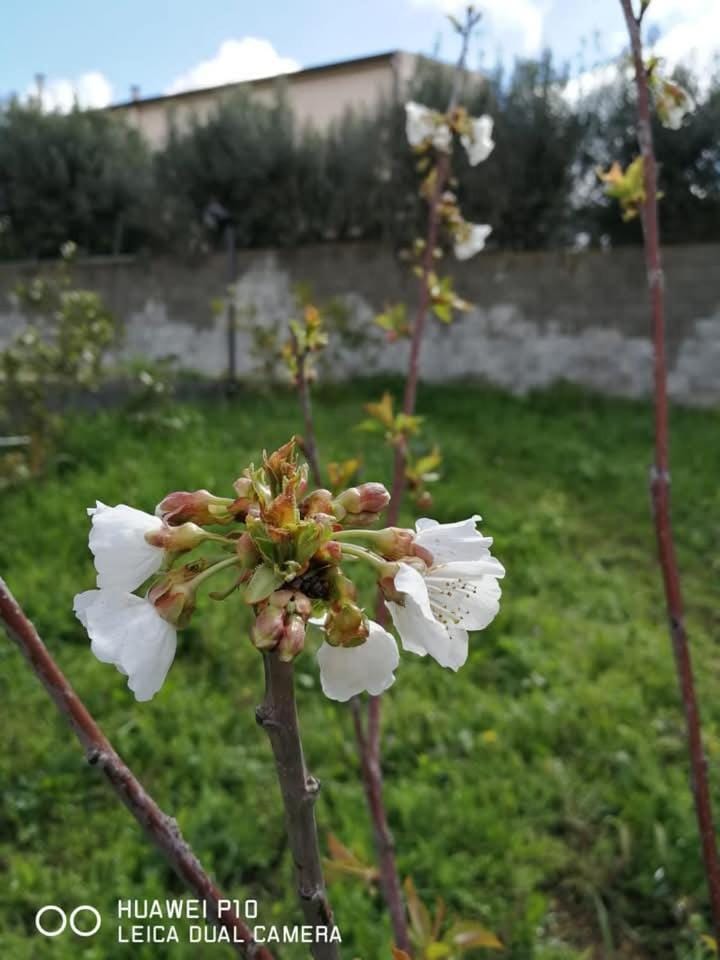 Albero della musica Bed and Breakfast in Sassari