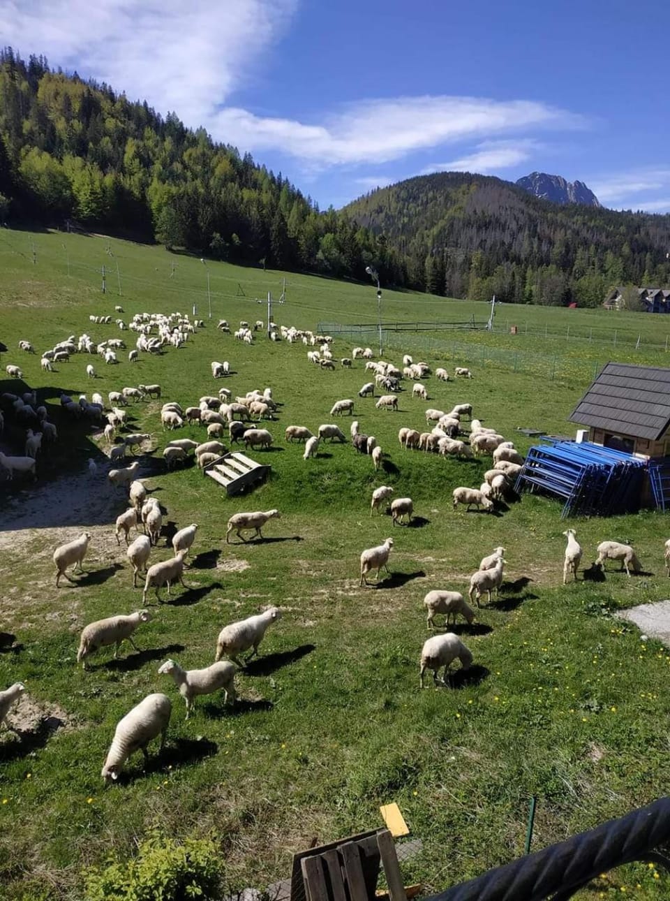 Spring, Day, Natural landscape, View (from property/room), Animals, Mountain view