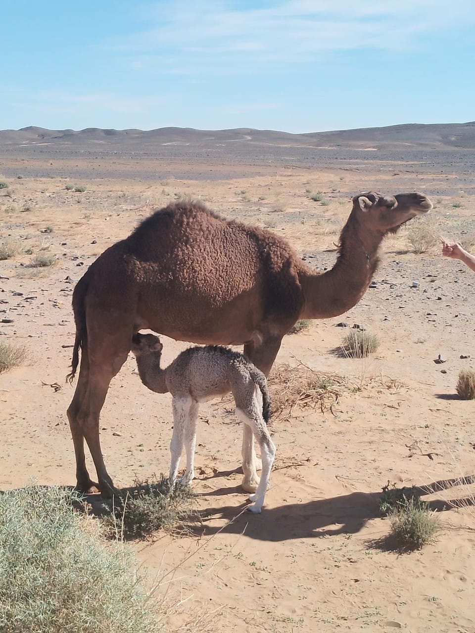 chez zakaria à Merzouga Campground/ 
RV Resort in Morocco