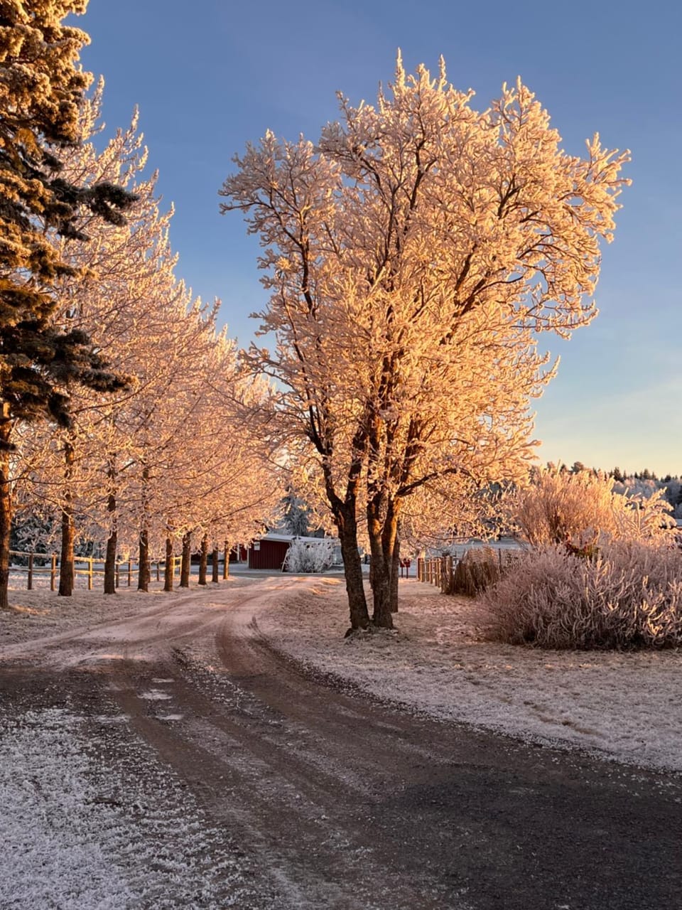 Winter
