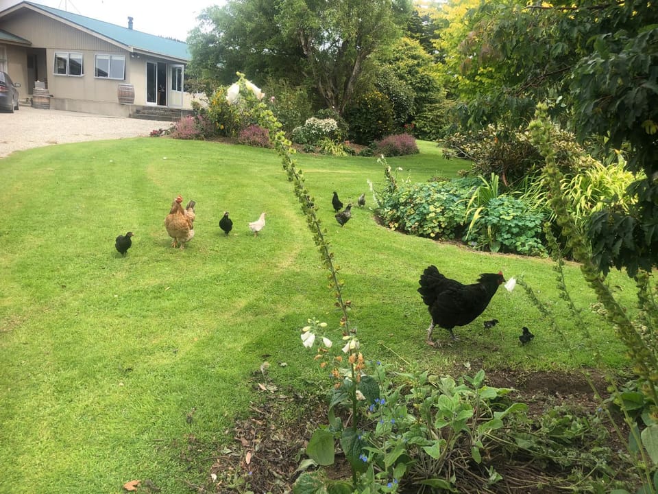 Garden view