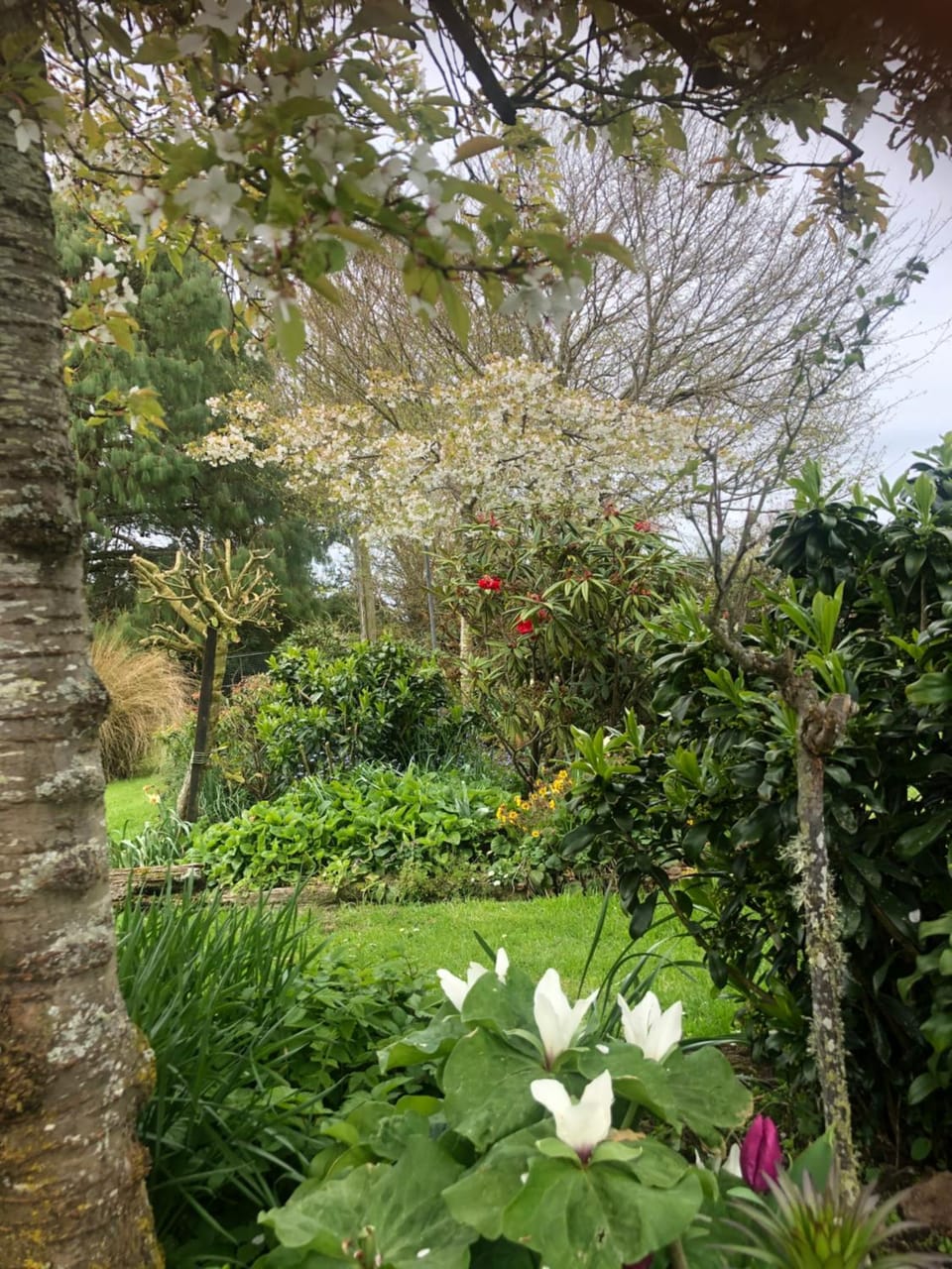 Garden view