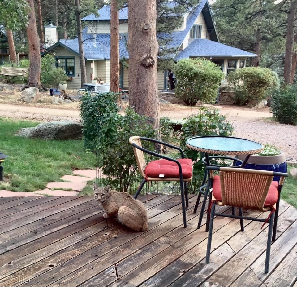 Patio, Natural landscape, Animals