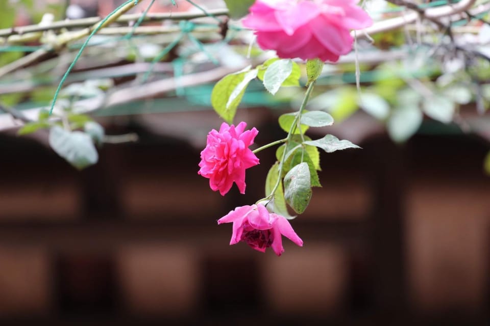 Chicken's house- Đường Lâm Homestay Vacation rental in Hanoi