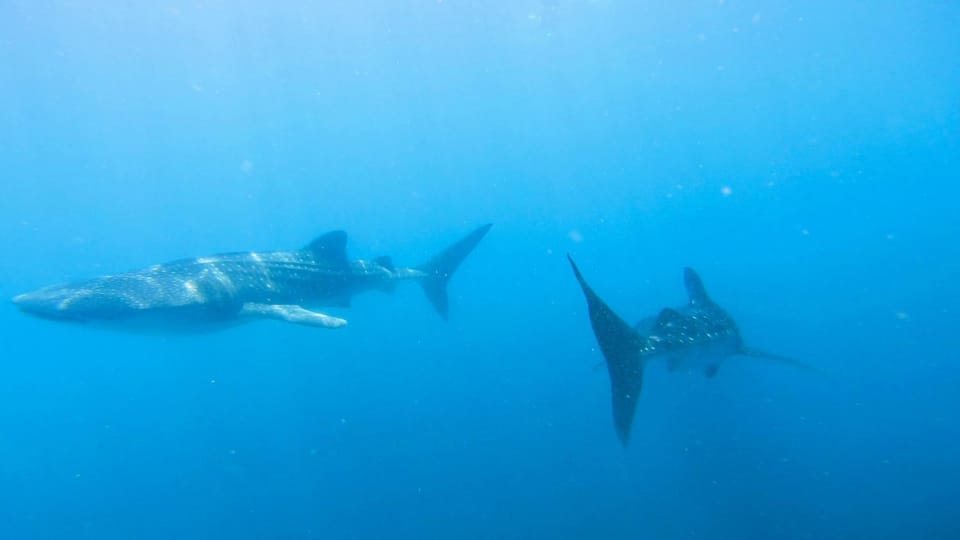 Snorkeling