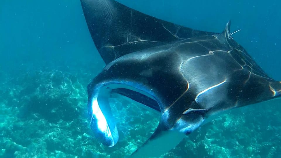 Snorkeling