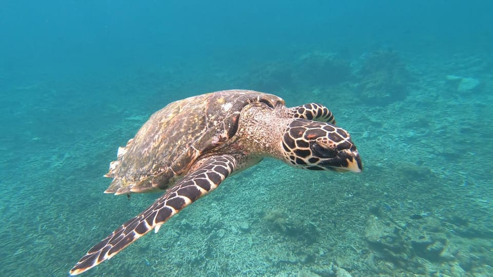 Snorkeling