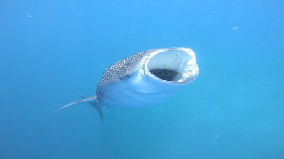 Snorkeling