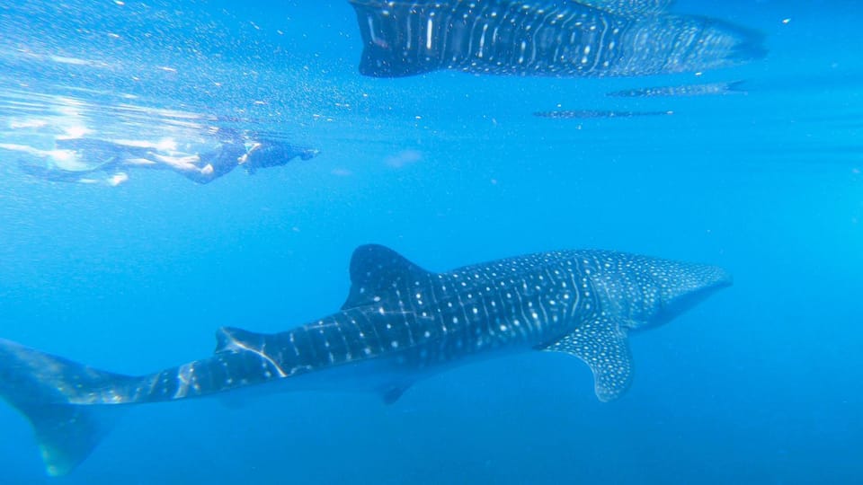 Snorkeling