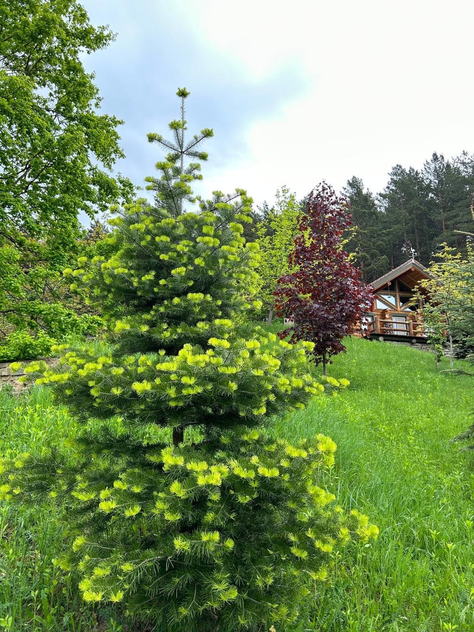 Căsuța din pădure Apartment in Romania