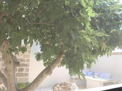 Property building, Garden, Garden