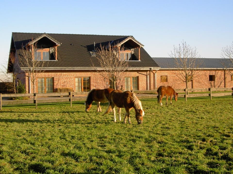 Property building, Animals