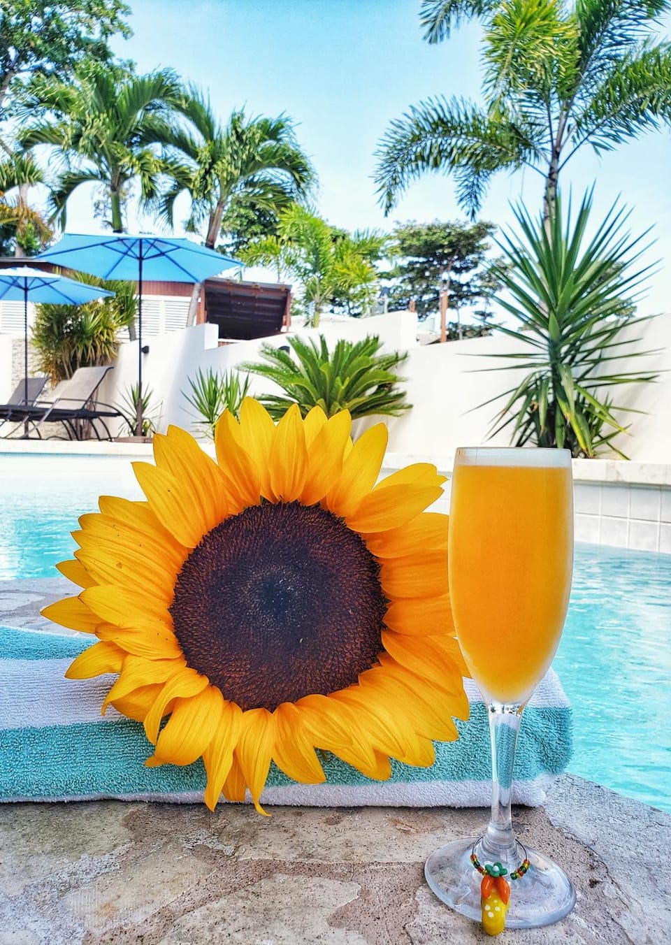 Swimming pool, Drinks, Alcoholic drinks