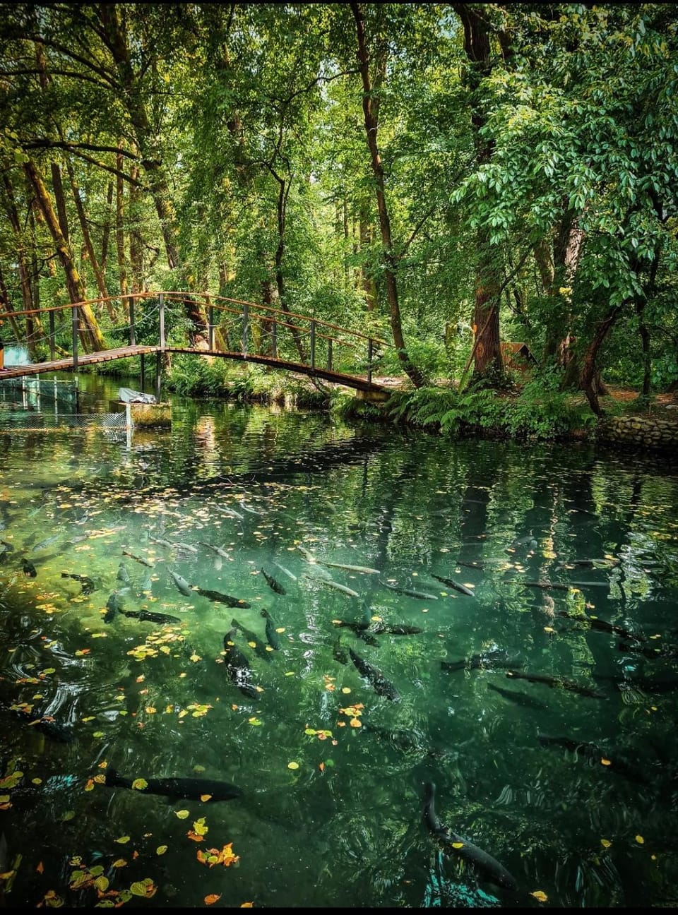 Янтарная форель Inn in Ukraine