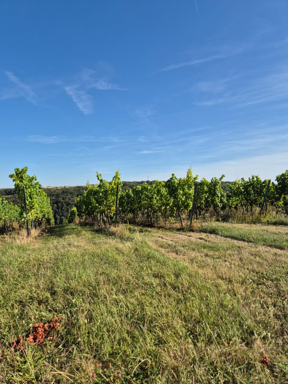 Tinyhaus Wolkenlos Familie Hamdorf Apartment in Thuringia, Germany